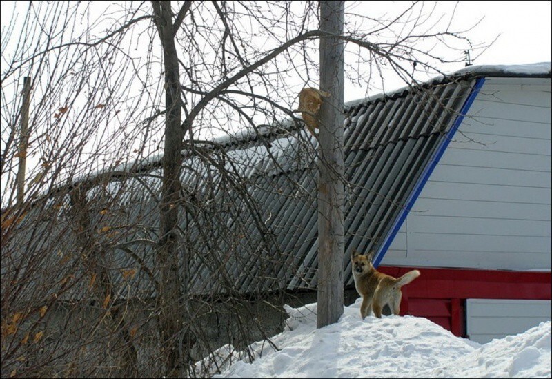 Кошляндия