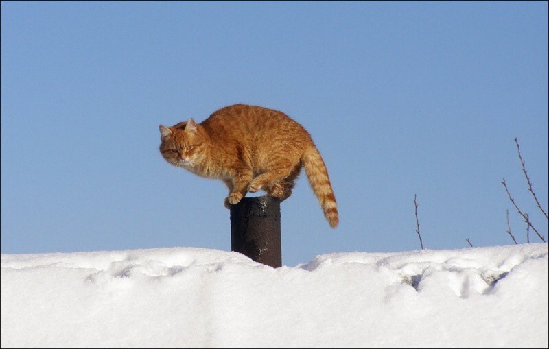 Кошляндия