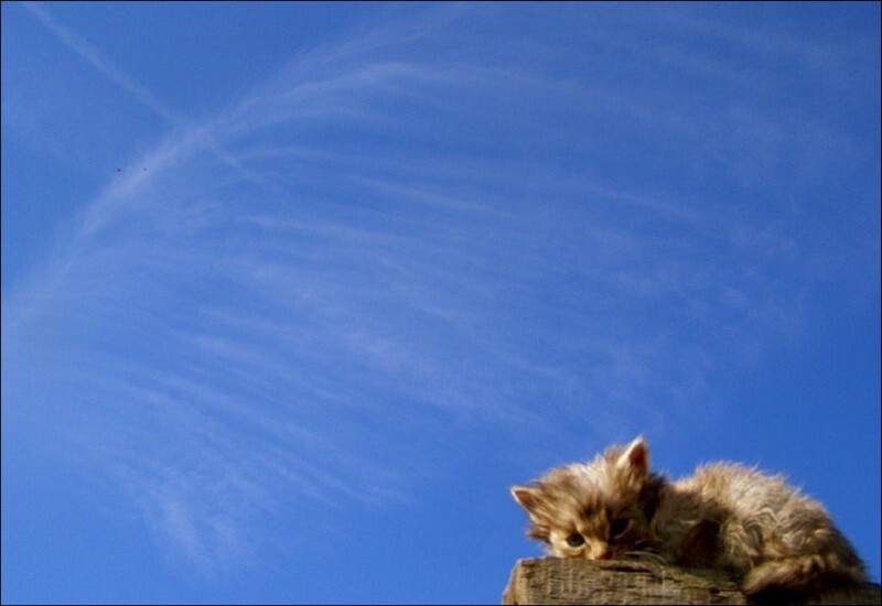 Кошляндия