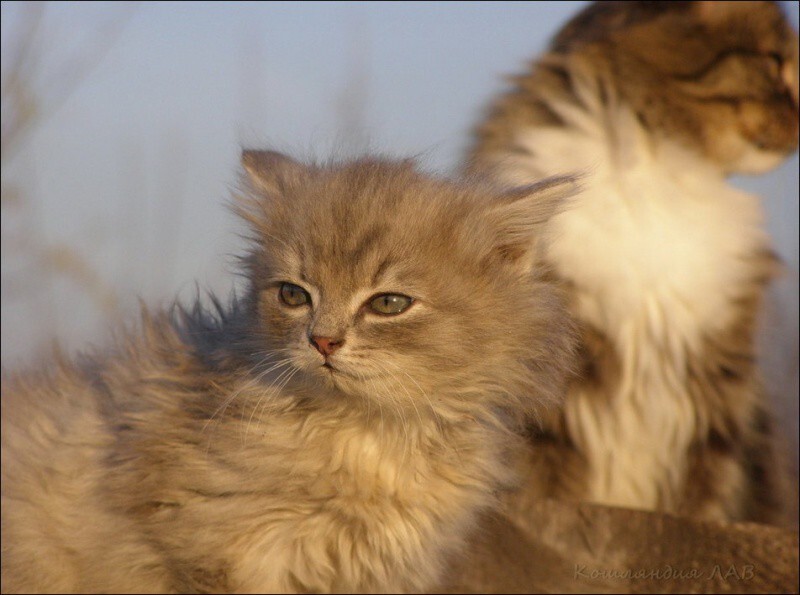 Кошляндия