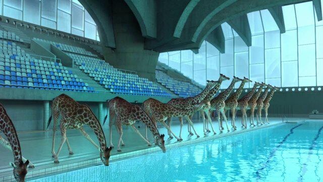 Смешной мультфильм о прыжках в воду команды жирафов 