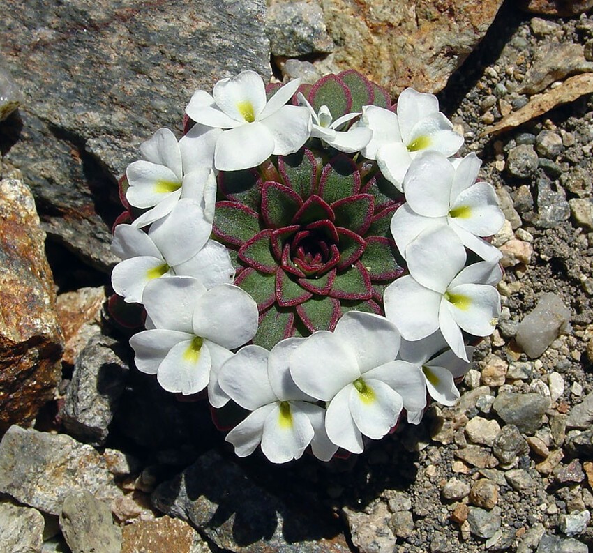 15. Вид фиалки (Viola sacculus)