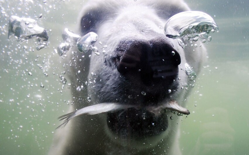 Животные под водой