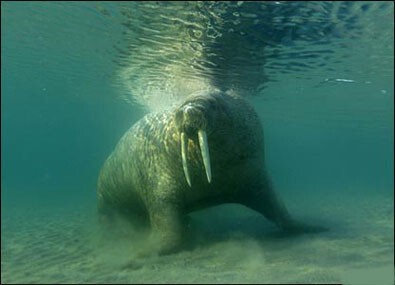 Животные под водой