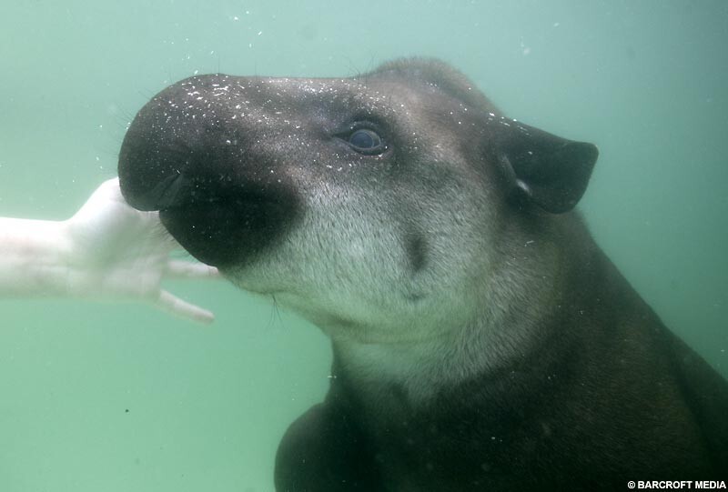 Животные под водой