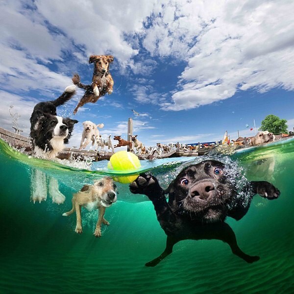 Животные под водой