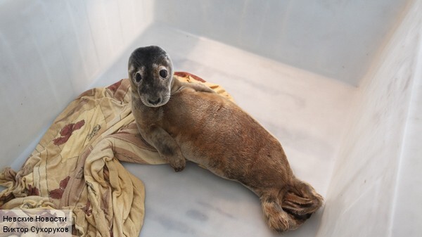 Петербургские зоологи борются за жизнь щенка нерпы, впавшего в кому