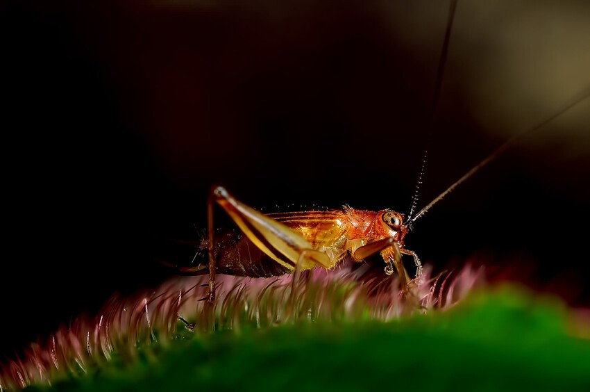 Макрофотографии насекомых 
