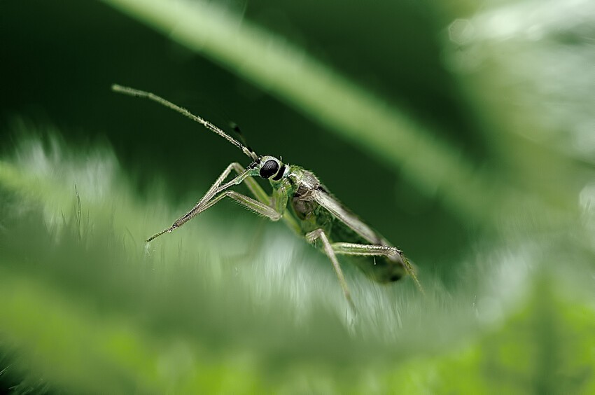 Макрофотографии насекомых 