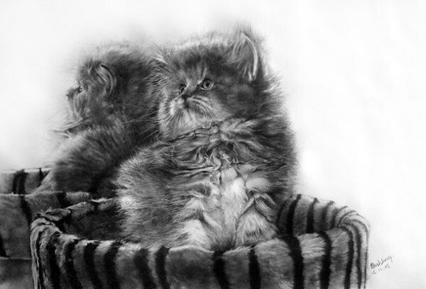  Фотографические рисунки кошек