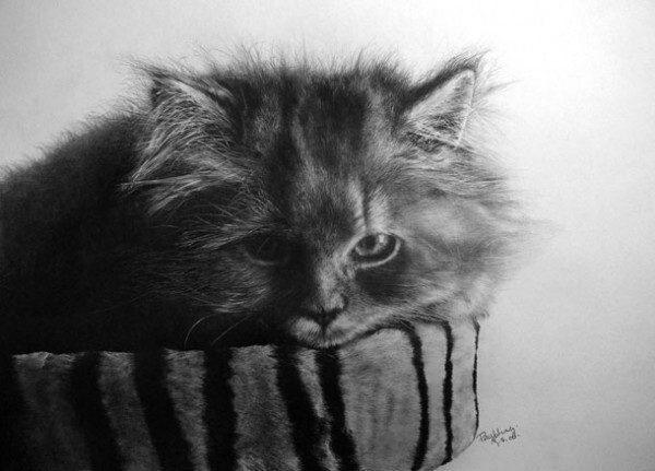  Фотографические рисунки кошек