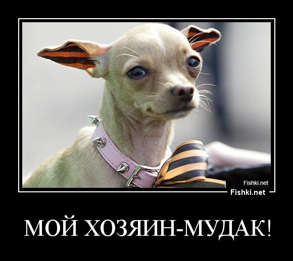 Мой хозяин-мудак!