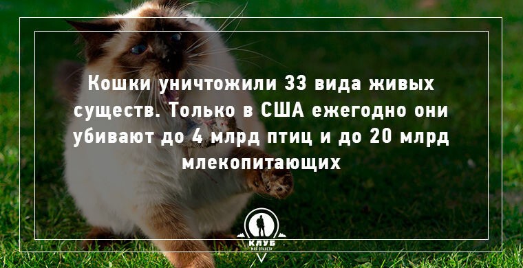 10 интересных фактов о кошачьих