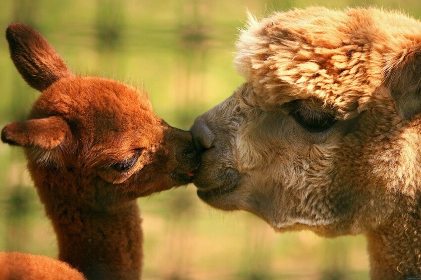 20 животных, которые знают, что мамина любовь — самая сильная