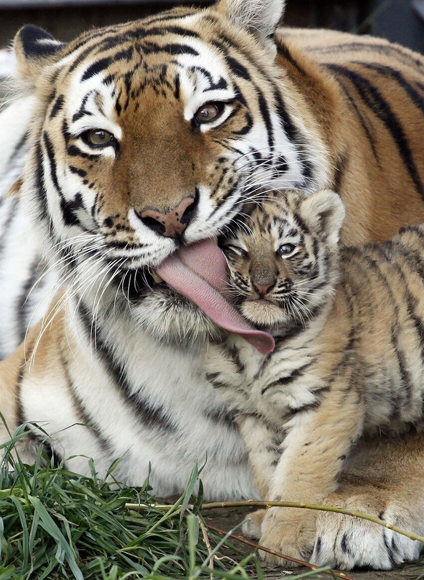20 животных, которые знают, что мамина любовь — самая сильная