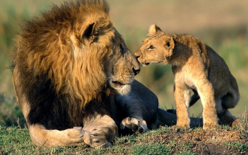 10. Лев и его детеныш
