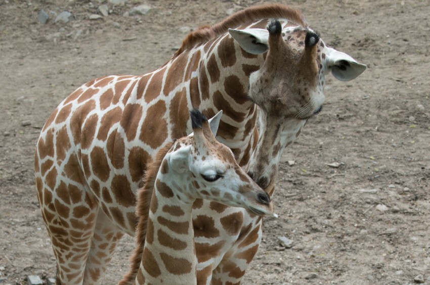 20. Жираф целует детеныша 