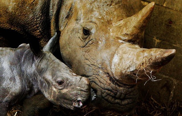 7. Мама-носорог заботится о своем малыше
