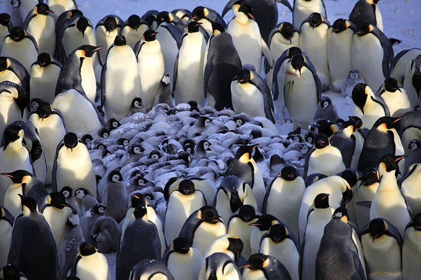 26. Пингвины согревают своих малышей