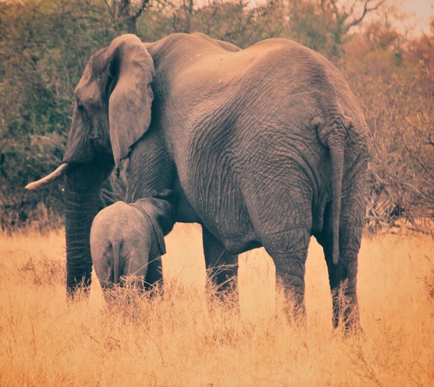 3. Слониха вскармливает своего малыша 