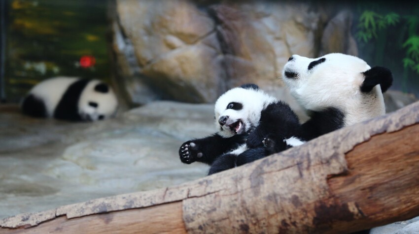 21. Мама-панда играет с детьми 