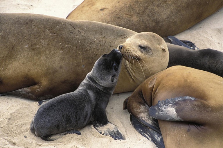 8. Морская львица целует своего новорожденного малыша