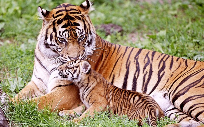 16. Тигрица целует детеныша 