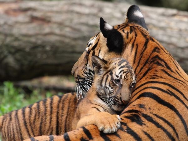 14. Тигрица успокаивает тигренка 