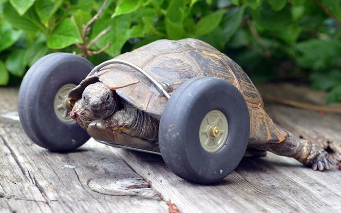Протез для 90-летней черепахи 