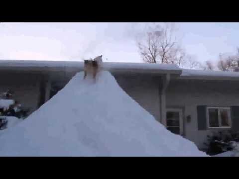 Собаки прыгают за снегом 