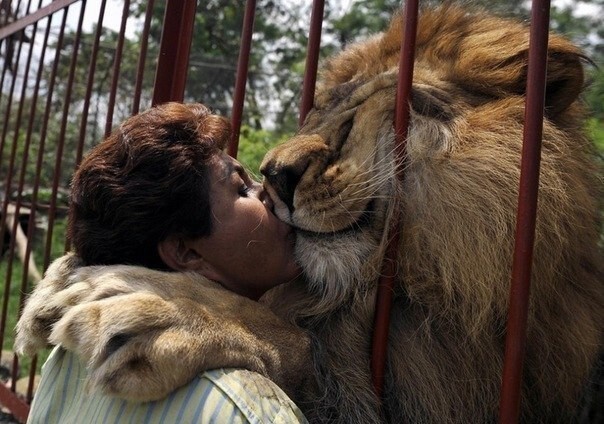 Когда-то эта женщина спасла маленького львенка