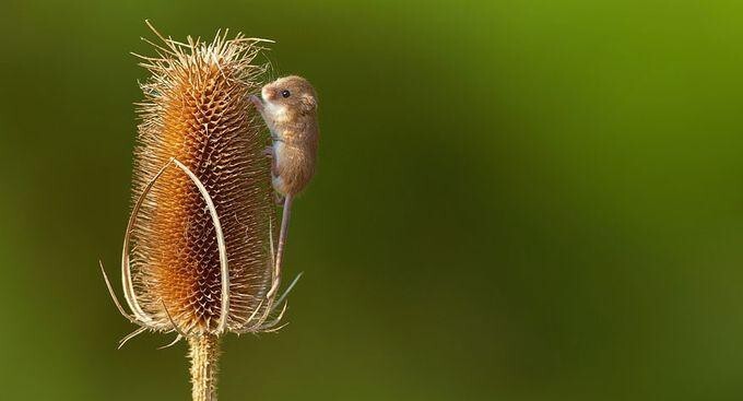 Фото милых мышат