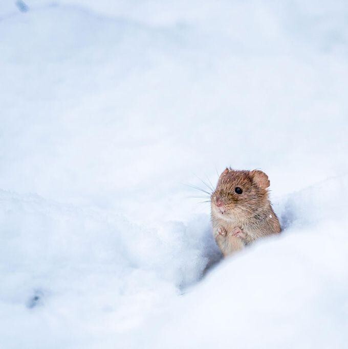 Фото милых мышат