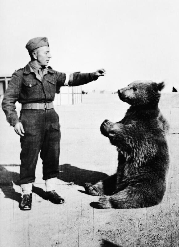 Медведь-солдат