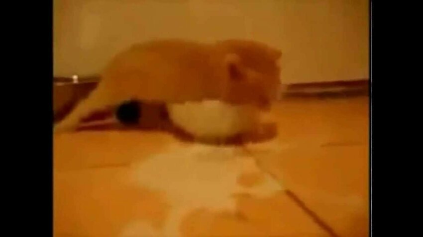 Рыжий котенок разлил молоко 