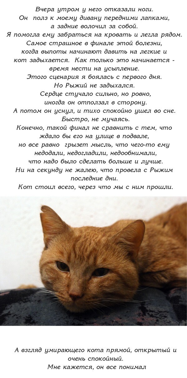История одного доброго кота