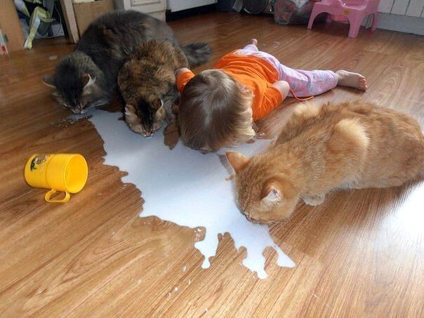 Дружно пили молоко.