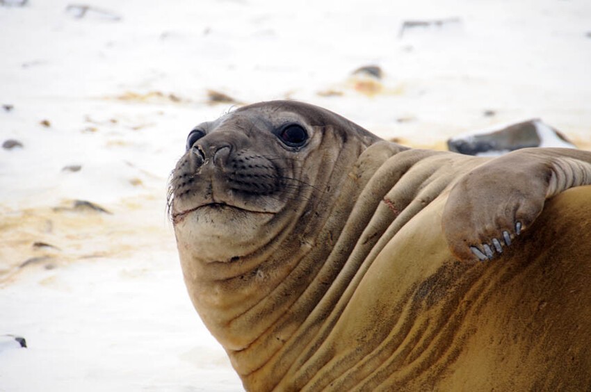 Тюлени виновны в распространении туберкулёза