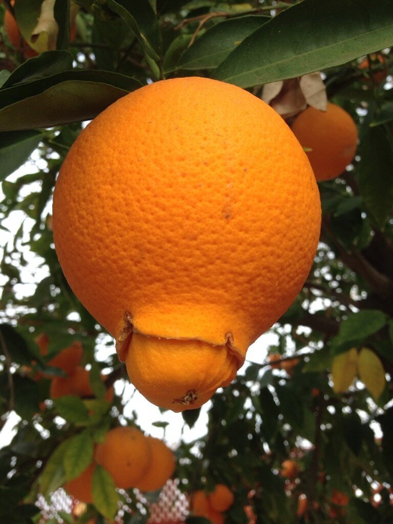 А Вы видели как апельсины рождаются?