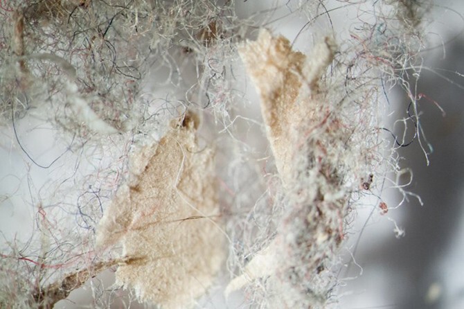 Как выглядит ваша домашняя пыль под микроскопом