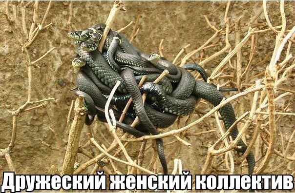 Всякости