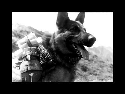 Собаки-герои Великой Отечественной войны 