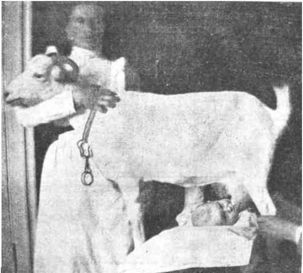 9. Прикладывание грудного ребенка к соскам козы, Российская империя, 1905 г.