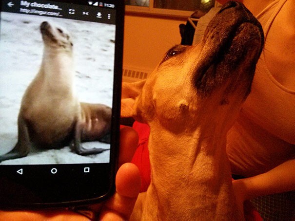 Собака и тюлень