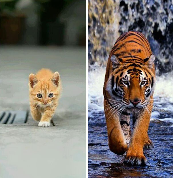 Котенок и тигр 