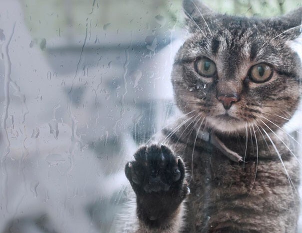 Соседский кот всегда просится к нам во время дождя, если его хозяева уехали