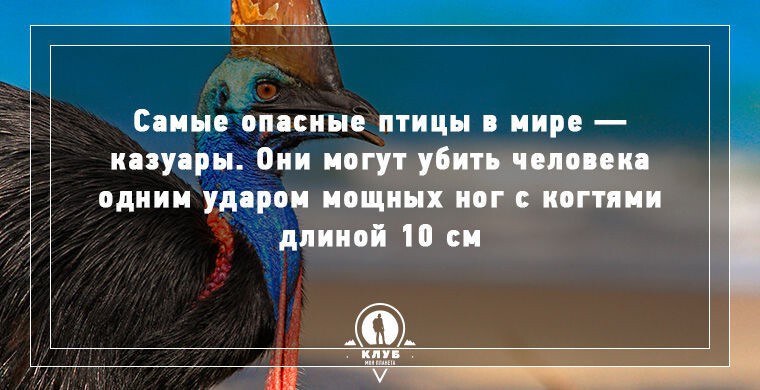 10 интересных фактов о животных