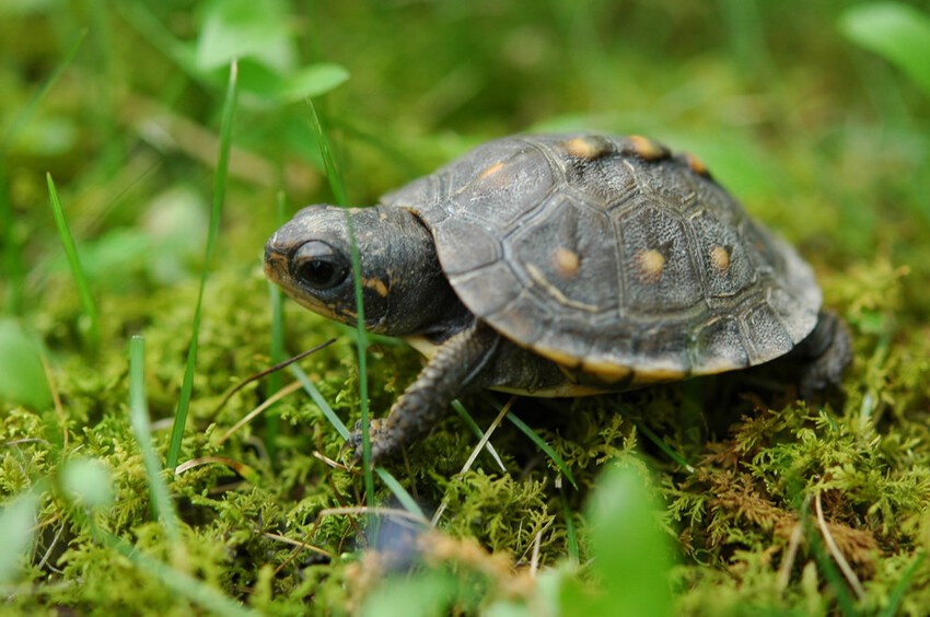 27. А черепахи ползают медленно, потому что у них не бывает дедлайнов.