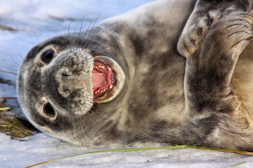 13. Счастливые тюлени.