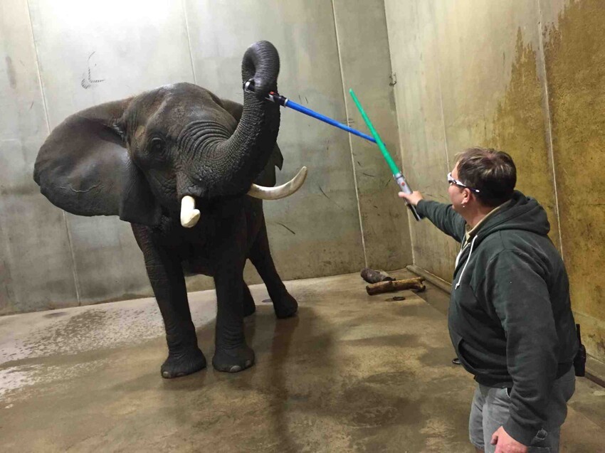 Сражается со слоном 